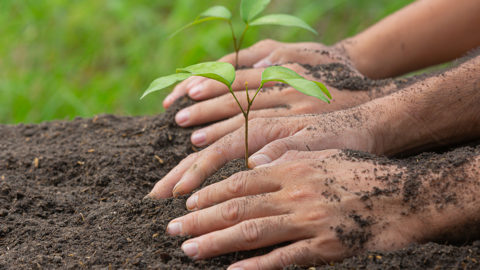 deux personnes en train de planter des arbres