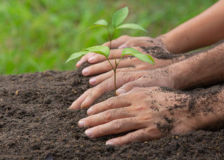 deux personnes en train de planter des arbres